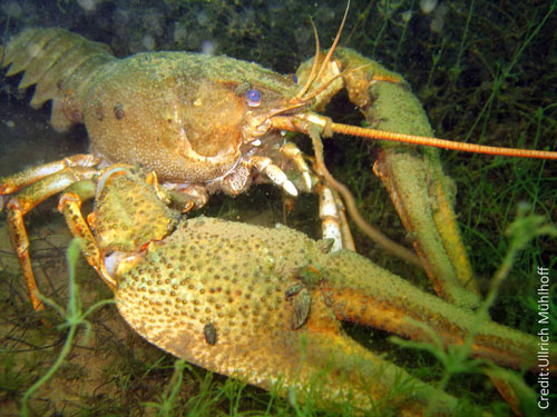 Narrow clawed crayfish - Credit: Ullrich Mühlhoff