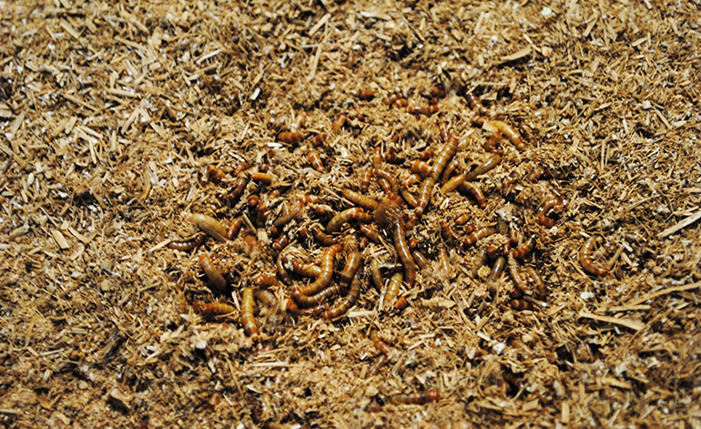 Mealworm-cultivation-Tebrio